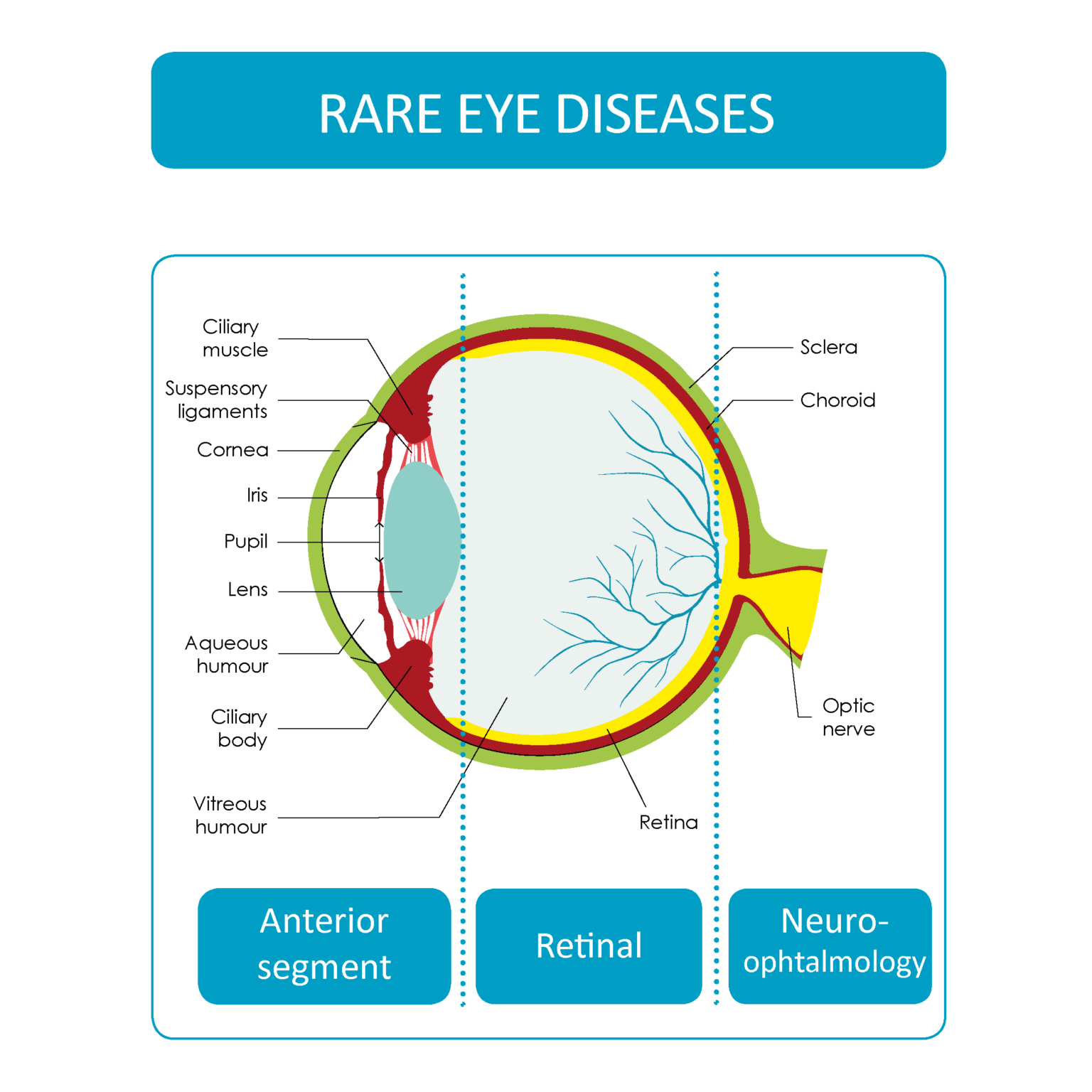 rare-diseases-covered-by-ern-eye-ern-eye